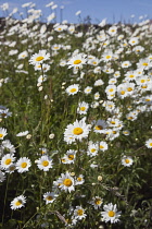 Field of white and yellow daisy flowers growing wild in Sussex, England.
