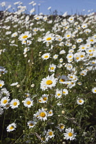 Field of white and yellow daisy flowers growing wild in Sussex, England.