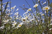 Field of white and yellow daisy flowers growing wild in Sussex, England.