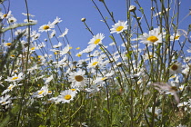 Field of white and yellow daisy flowers growing wild in Sussex, England.