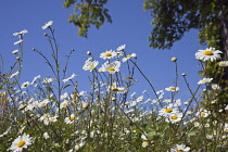 Field of white and yellow daisy flowers growing wild in Sussex, England.