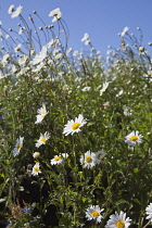Field of white and yellow daisy flowers growing wild in Sussex, England.