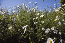 Field of white and yellow daisy flowers growing wild in Sussex, England.