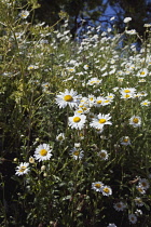 Field of white and yellow daisy flowers growing wild in Sussex, England.