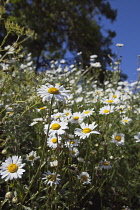 Field of white and yellow daisy flowers growing wild in Sussex, England.