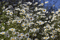 Field of white and yellow daisy flowers growing wild in Sussex, England.