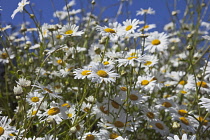 Field of white and yellow daisy flowers growing wild in Sussex, England.