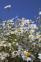 Field of white and yellow daisy flowers growing wild in Sussex, England.