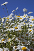 Field of white and yellow daisy flowers growing wild in Sussex, England.