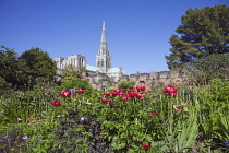 England, West Sussex, Chichester, Cathedral spire seen from Bishops gardens