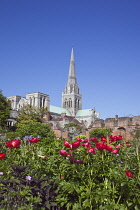 England, West Sussex, Chichester, Cathedral spire seen from Bishops gardens