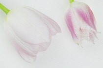 Studio shot of tulip flowers.