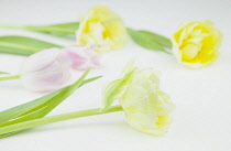 Studio shot of tulip flowers.