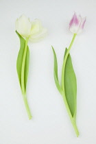 Studio shot of tulip flowers.