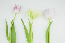 Studio shot of tulip flowers.