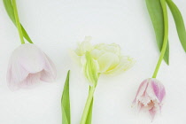 Studio shot of tulip flowers.