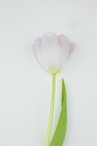 Studio shot of tulip flower.