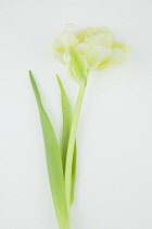 Studio shot of tulip flower.