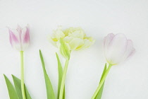 Studio shot of tulip flowers.