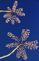 Ireland, County Fermanagh, Florence Court, Garden flower in autumn.