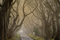 Ireland, County Antrim, Armoy, Early morning mist amidst The Dark Hedges, an avenue of beech trees dating from 1775 that have been used as a location in the HBO award winning Game of Thrones televisio...