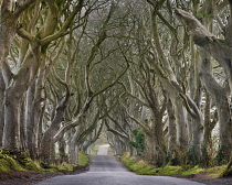 Ireland, County Antrim, Armoy, Early morning mist amidst The Dark Hedges, an avenue of beech trees dating from 1775 that have been used as a location in the HBO award winning Game of Thrones televisio...