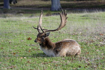 Animals, Wild, Deer, Fallow deer buck, Dama Dama, resting during the rut.