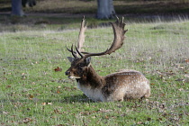 Animals, Wild, Deer, Fallow deer buck, Dama Dama, resting during the rut.