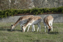 Animals, Wild, Deer, Three female Fallow deer, Dama Dama, grazing in field.