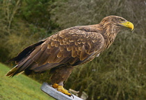 Ireland, County Sligo, Ballymote, Eagles Flying tourist attraction, White tailed Eagle.