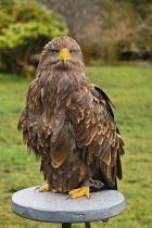 Ireland, County Sligo, Ballymote, Eagles Flying tourist attraction, White tailed Eagle.