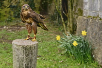 Ireland, County Sligo, Ballymote, Eagles Flying tourist attraction, Buzzard.