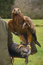 Ireland, County Sligo, Ballymote, Eagles Flying tourist attraction, Golden Eagle.