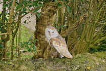 Ireland, County Sligo, Ballymote, Eagles Flying tourist attraction, Barn Owl.