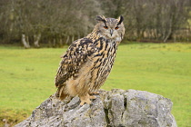 Ireland, County Sligo, Ballymote, Eagles Flying tourist attraction, Eagle Owl.