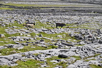 Ireland, County Galway, Aran Islands, Inis Mor, Cattle grazing in barren stony fields with dry stone walls in the background.