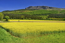 Northern Ireland, County Derry, Binevenagh Mountain with Oil seed rape field in the foreground.