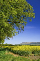 Northern Ireland, County Derry, Binevenagh Mountain with Oil seed rape field in the foreground.
