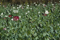 Thailand, North, Opium poppy field in The Golden Triangle.