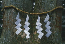 Japan, Honshu, Tokyo, Shinto blessing tied with rope around a tree trunk.