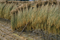 Japan, Honshu, Near Kyoto, Rice drying on racks.