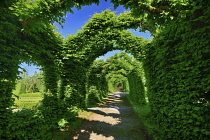 Ireland, County Offaly, Birr Castle current home of the 7th Earl of Rosse, The Hornbeam Cloister Hedges in the castle gardens.