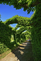 Ireland, County Offaly, Birr Castle current home of the 7th Earl of Rosse, The Hornbeam Cloister Hedges in the castle gardens.