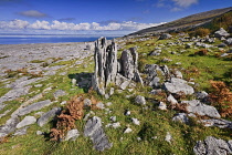 Ireland, County Clare, The Burren, General view of the rocky limestone landscape at Black Head.