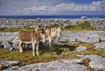 Ireland, County Clare, The Burren, Two donkeys taking it easy amidst typical rocky terrain with dry stone wall and Atlantic Ocean behind.