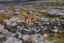 Ireland, County Clare, The Burren, Donkey grazing amidst typical rocky terrain with dry stone wall behind.