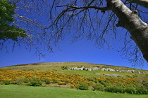 Ireland, County Sligo, Caves of Keash surrounded by fields of  whins or furze.