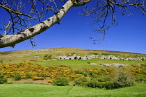 Ireland, County Sligo, Caves of Keash surrounded by fields of  whins or furze.