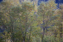 Italy, Tuscany, Lucca, Barga, Detail of typical local trees.