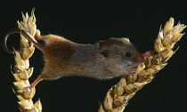 Animals, Rodents, Mouse, Harvest Mouse, Micomys Minutus, sitting on wheat stalk.